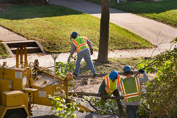 Lake Mills, WI Tree Removal Company